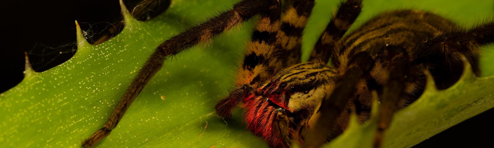 A Cupiennius spider on a bromeliad leaf